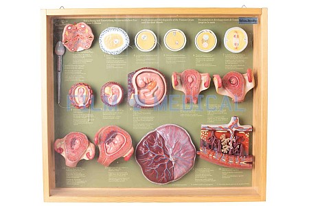 Framed  Embryo Model